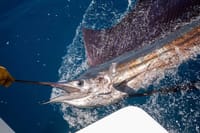 Reel in the trophy catch of a lifetime, like this magnificent Sailfish, on your private fishing charter in Zanzibar!
