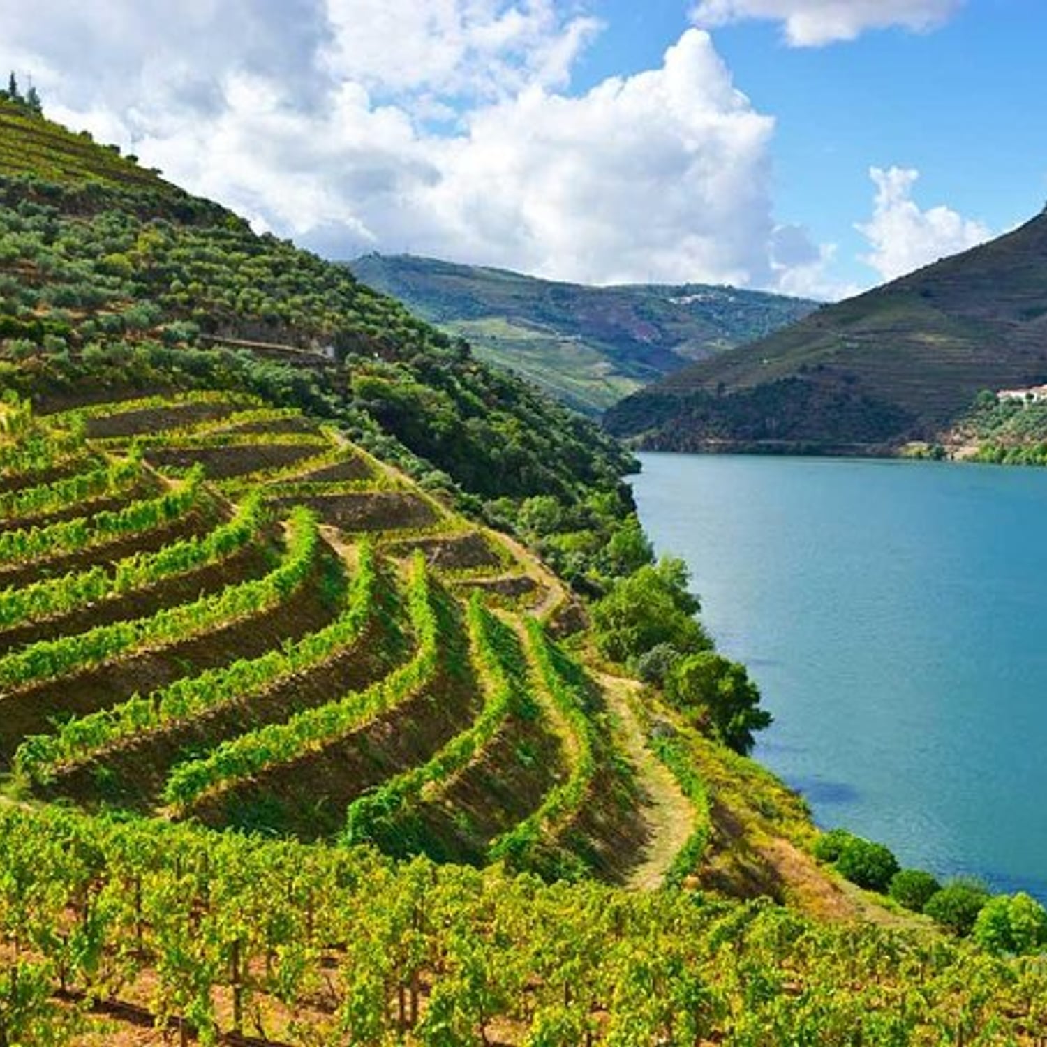 Douro privado: vinhos e gastronomia