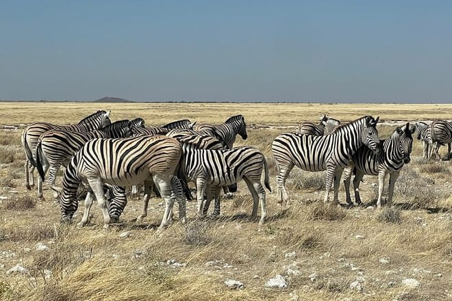 3 Days Etosha National Park Safaris 9