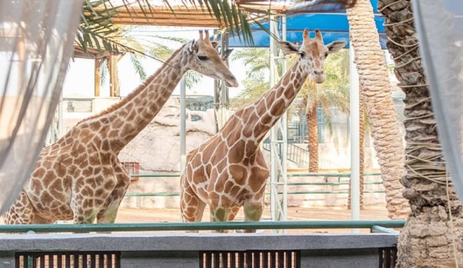 Emirates Park Zoo Abu Dhabi Tickets