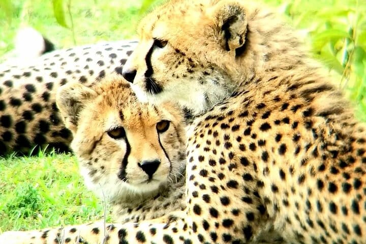 Where the heartbeat of the wild slows: cheetahs at rest.