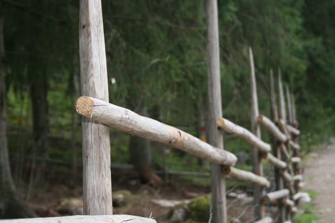 Guided Forest trek photo 3