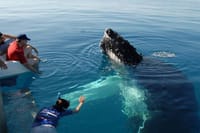 Mirissa Whale Watching Tour From Hikkaduwa 2
