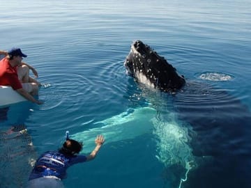 Whale Watching Tour from Hikkaduwa to Mirissa, Sri Lanka