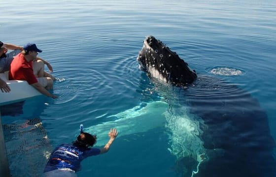 Mirissa Whale Watching Tour From Hikkaduwa