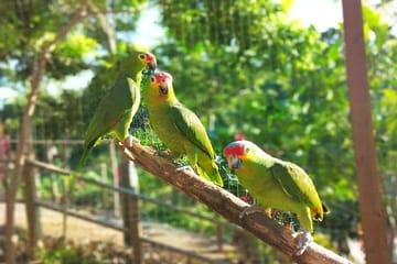 Zipline Adventure and Wildlife Encounter in West Bay, Roatán