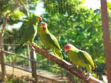 Roatan Sun & Fun, Sloths & Monkeys, Beach & Private Transfer