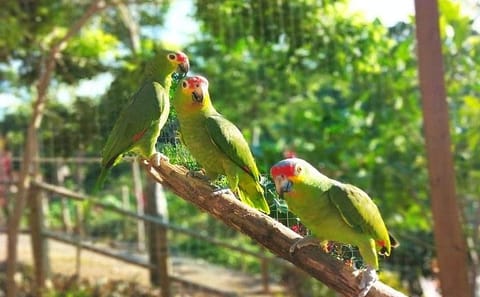 Zipline Adventure and Wildlife Encounter in West Bay, Roatán