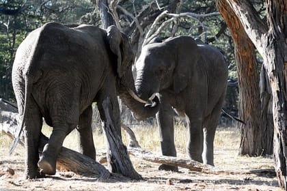 4 days Hwange Safari Game drive Staying at Iganyane Tented camp