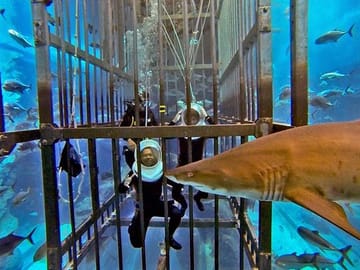 Explore the Dubai Aquarium and Underwater Zoo at Dubai Mall