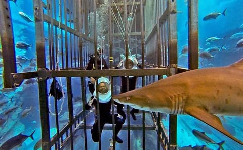 Explore the Dubai Aquarium and Underwater Zoo at Dubai Mall