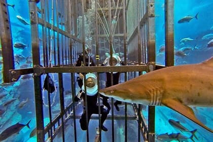 Dubai : Aquarium & Underwater Zoo: An Unforgettable Aquatic Adventure