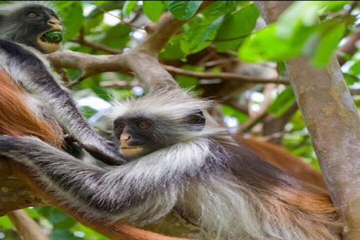 Zanzibar Jozani Forest, Salaam Cave and The Rock Restaurant