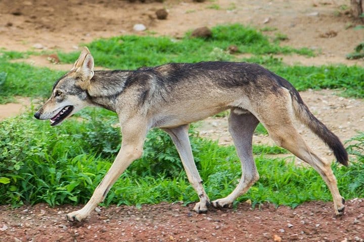 Jaipur Heritage walk Tour