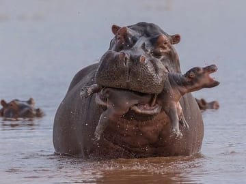 Private 3-Day Safari Adventure in Murchison Falls, Uganda
