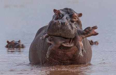 Private 3-Day Safari Adventure in Murchison Falls, Uganda