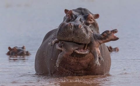 Private 3-Day Safari Adventure in Murchison Falls, Uganda