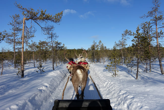 Long Reindeer Safari in the nature of Lapland (sleigh ride about 50-60 min)