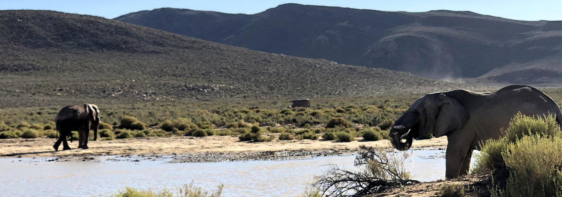 Witness elephants roam against rugged mountain backdrops at Aquila Private Game Reserve.