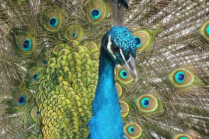 PRIVATE TOUR – Acropolis, Ancient Stadium & Monte Smith – 7 Springs – Lindos