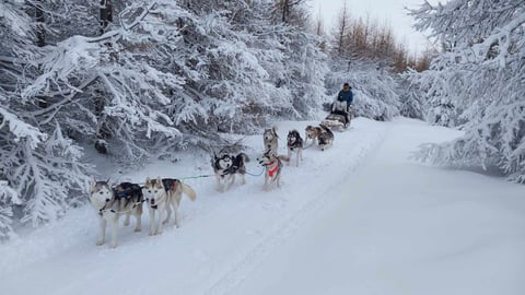 Dog sledding in Iceland: snow or wheels?
