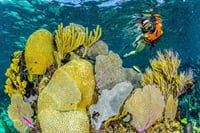 Half Day Guided Snorkeling Adventure Tour from Cancun 8