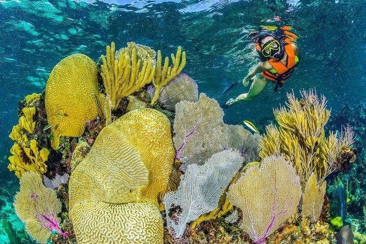 Half Day Guided Snorkeling Adventure Tour from Cancun 8