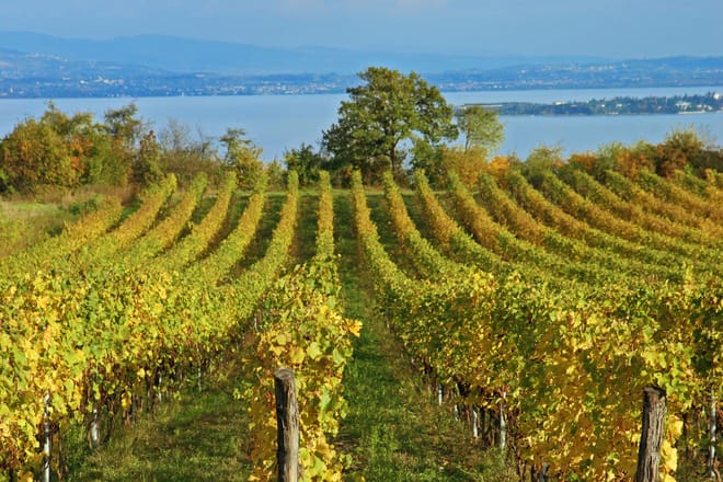 Wineyard