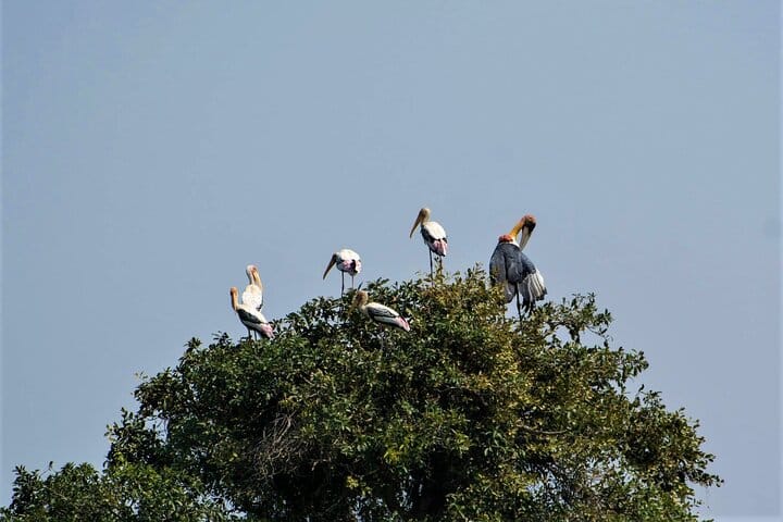 Prek Toal Birds Sanctuary & floating Village Private Tours from Siem Reap 7