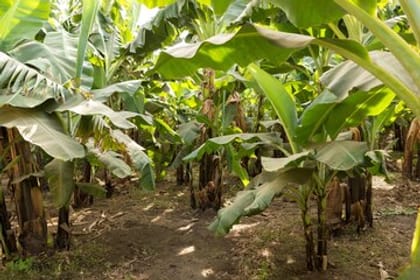Private Felucca Ride and Banana Island Tour in Luxor