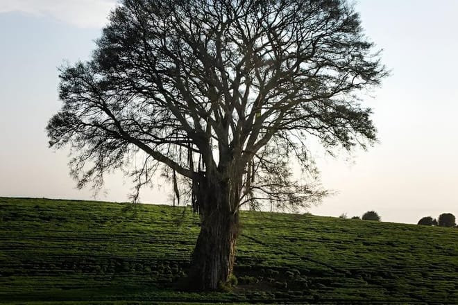 Private Day Trip to Kiambethu Tea Farm in Limuru from Nairobi 8