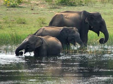elephants