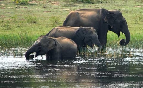 Full-Day Yala National Park Wildlife Tour from Wathuregama