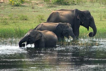 Full-Day Yala National Park Wildlife Tour from Wathuregama