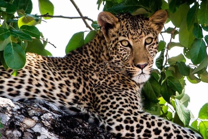 15 minutes scenic helicopter flight above Victoria Falls-Zimbabwe