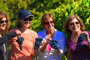 Small Group Wine Tour in Chianti (Tuscany) included 2 winery and San Gimignano
