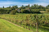 From Verona: Half-Day Valpolicella & Amarone Wine Experience 7