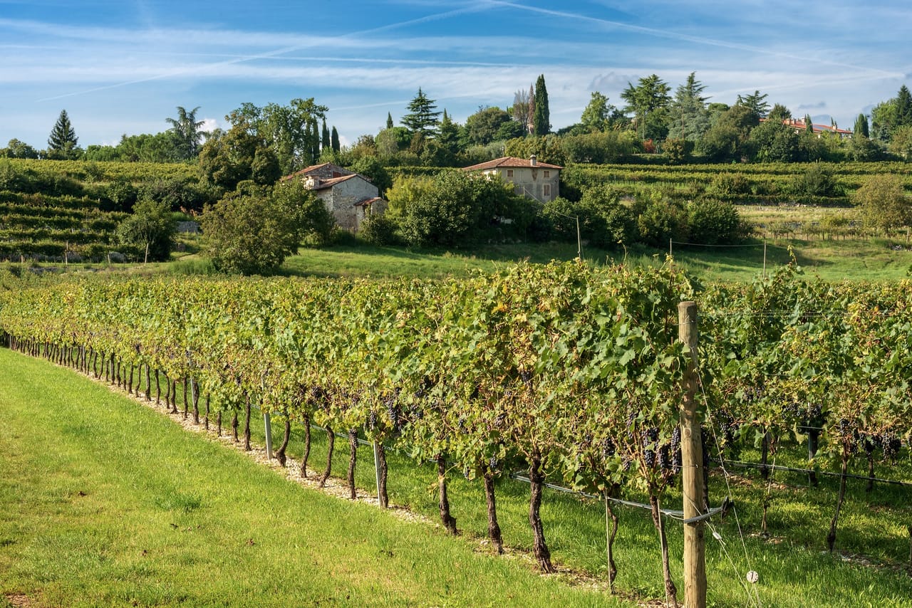 From Verona: Half-Day Valpolicella & Amarone Wine Experience 7