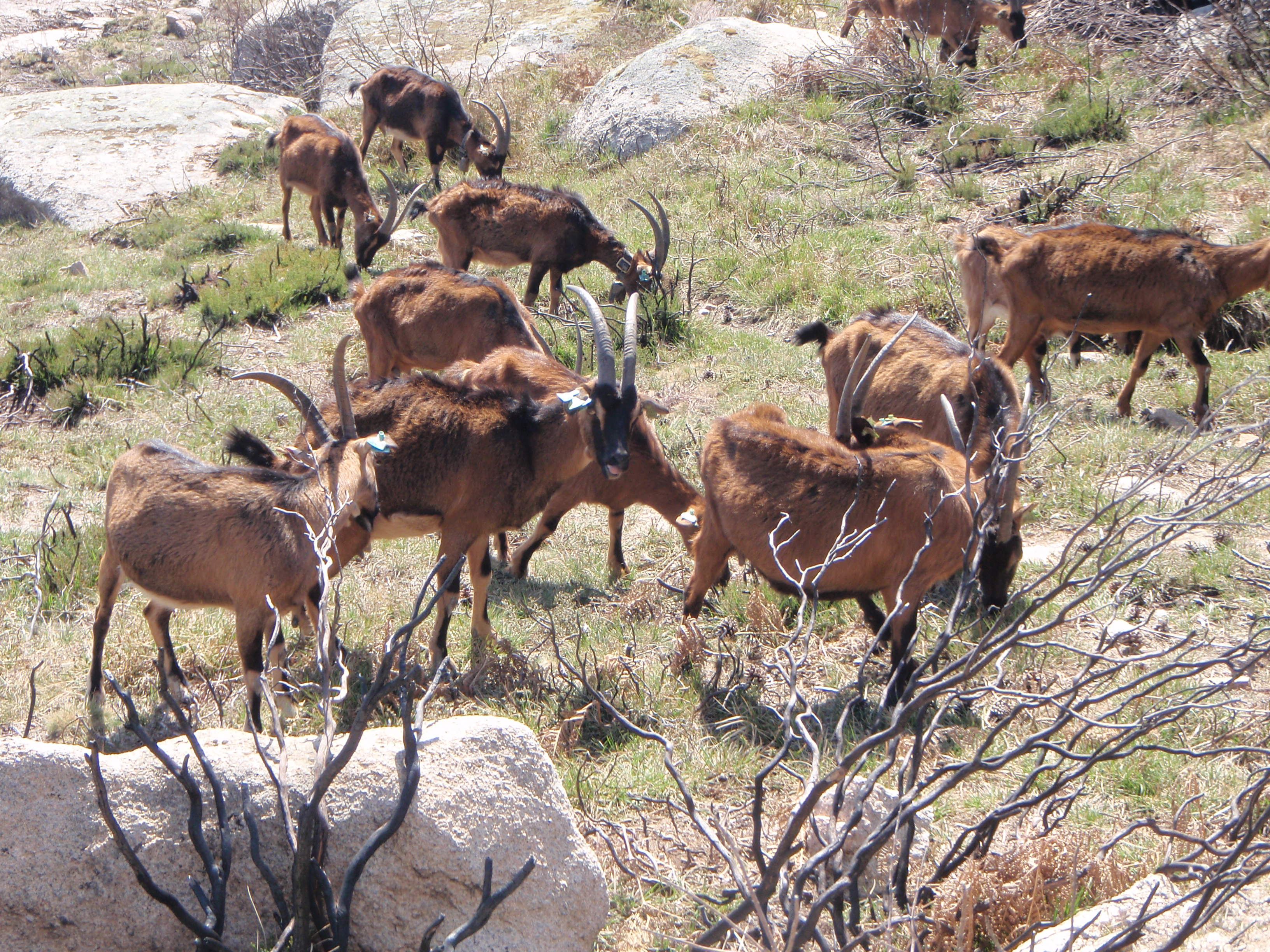 Serenas cabras pastan en Serra o Alvão