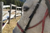Private Teteven Horse Riding Experience from Sofia with Overnight 5