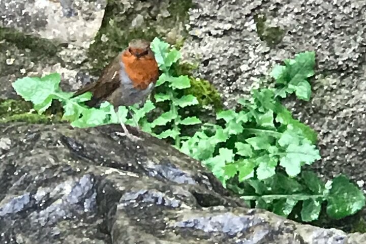 Red Robin
