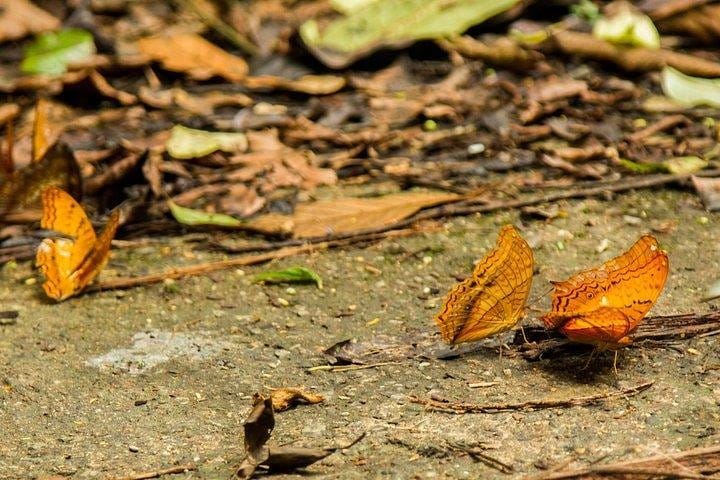 Full-day Cuc Phuong National Park Eco-adventure