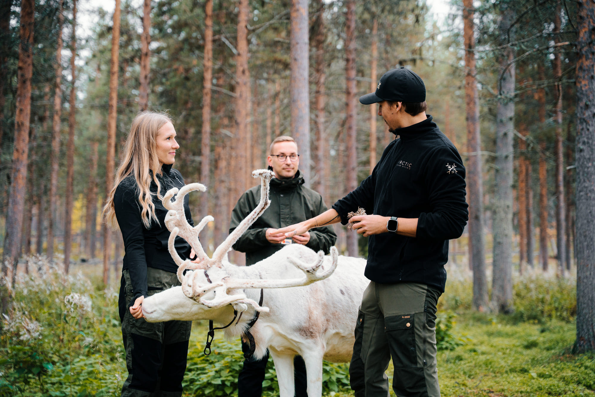 reindeer feed winter lapland Levi autumn Finland