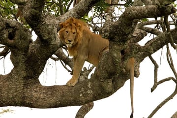 10-Day Big Five Safari Adventure in Laikipia County, Kenya
