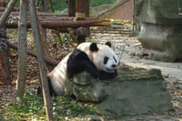 Chengdu Panda Breeding Centre