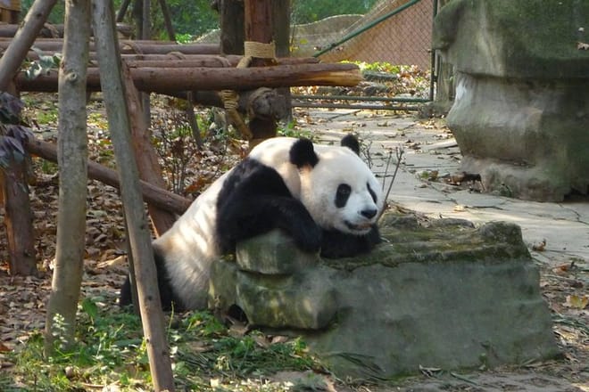 Chengdu Panda Breeding Centre