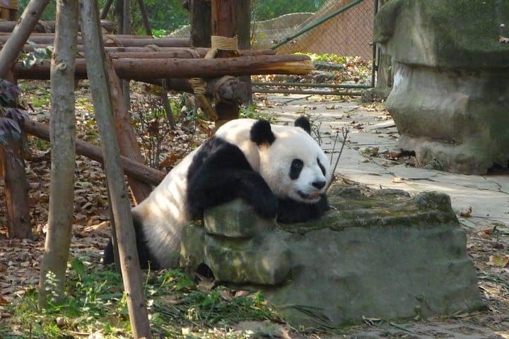 Chengdu Panda Breeding Centre