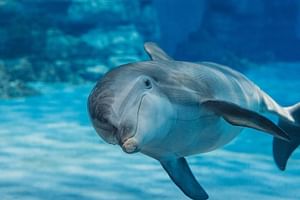 Swimming with Dolphin VIP Snorkeling Sea Trip With Lunch and Transfer - Hurghada