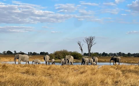 5-Day Adventure Tour of Victoria Falls and Chobe National Park