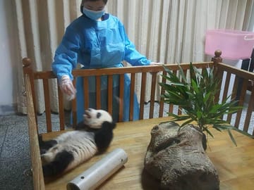 Dujiangyan Panda base volunteer experience 1 day